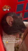 feelbetterinmysweater Altpins Profile Picture