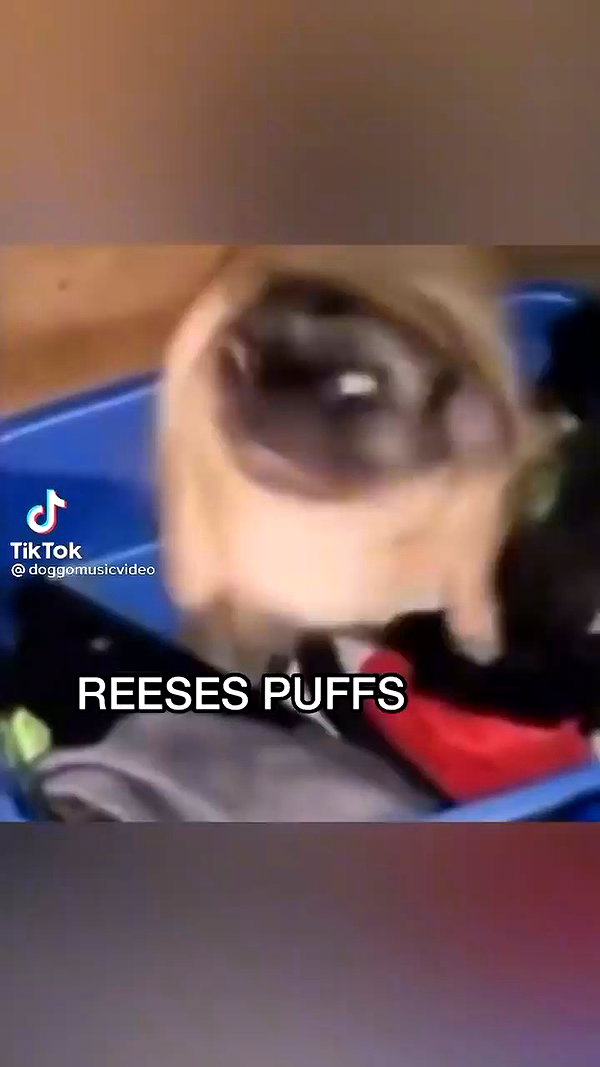 bunnyhazed archive video preview