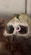 butter.on.a.poptart69 Altpins Profile Picture