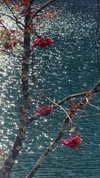 liron_haas Altpins Profile Picture