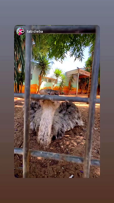 ormosheee ormosheee archive video