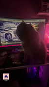 xsurio Altpins Profile Picture