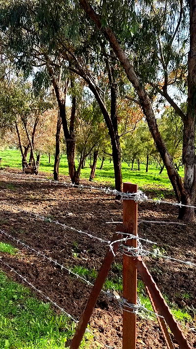 strawberryshanz strawberryshanz archive video