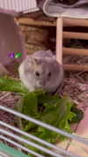 _urbaneva Altpins Profile Picture