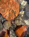 roni_ackerman Altpins Profile Picture