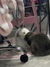 danielle.mercedie Altpins Profile Picture