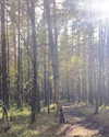 _dead__cherry_ Altpins Profile Picture