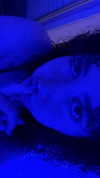 sh1rawein Altpins Profile Picture