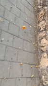 eitan.420 Altpins Profile Picture