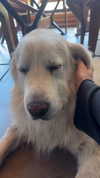 analuvillarreal Altpins Profile Picture