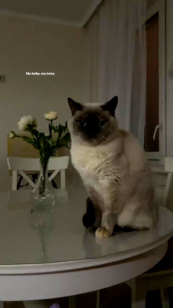 owlydiaa archive video preview