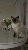 owlydiaa Altpins Profile Picture