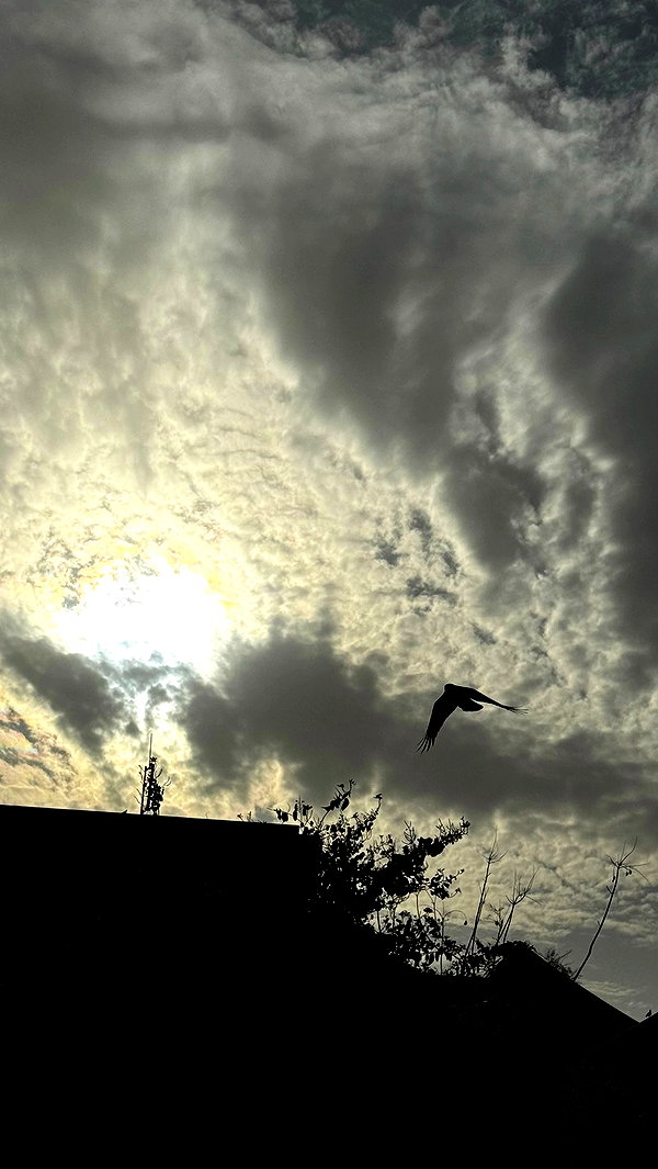 assoolin archive video preview