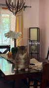 ilikesleepin_g Altpins Profile Picture