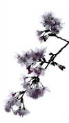 hirari_rurero Altpins Profile Picture