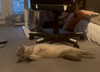 drowsylio Altpins Profile Picture