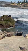 maori_cohen Altpins Profile Picture