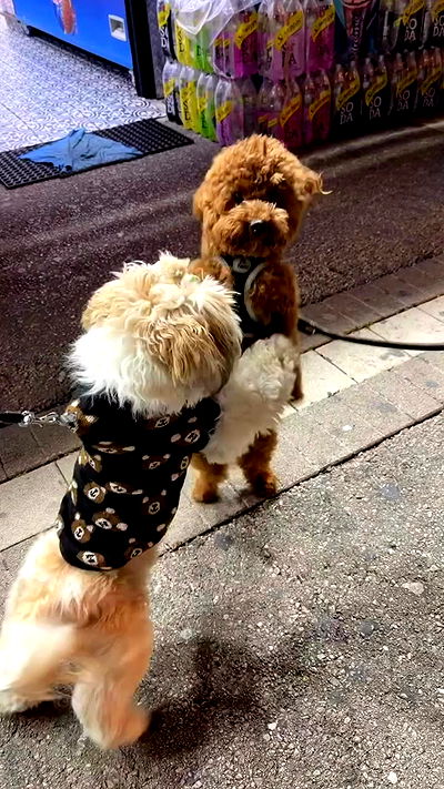 _._dianush._ _._dianush._ archive video