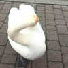 erokochiba Altpins Profile Picture