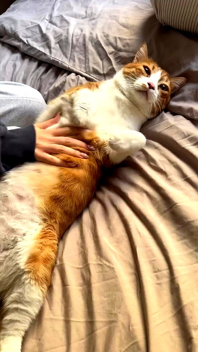 iambohema.v2 iambohema.v2 archive video