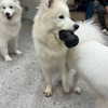 ayash.hila Altpins Profile Picture