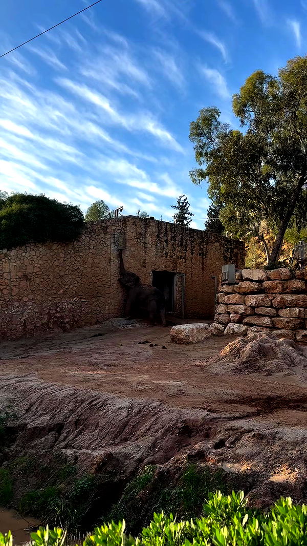 strawberryshanz archive video preview