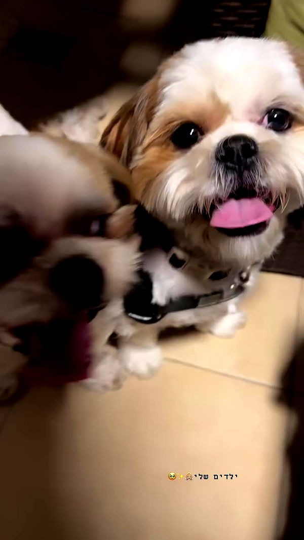 topaz_bn archive video preview