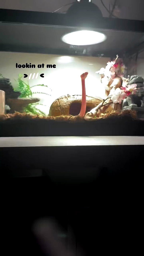 angelmeghann archive video preview