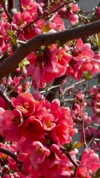 lotembar Altpins Profile Picture