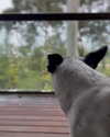 alexandradaddario Altpins Profile Picture