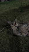 sonya.rchelii Altpins Profile Picture