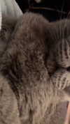 romxcohen Altpins Profile Picture