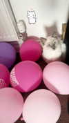alice_hez Altpins Profile Picture