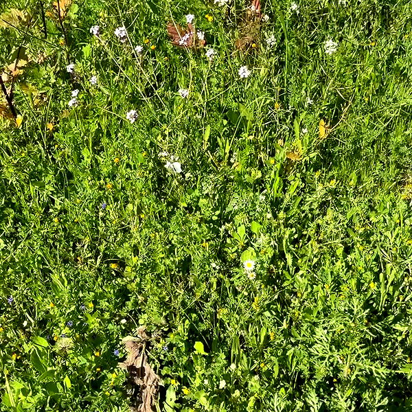 efrat_elmalich archive video preview