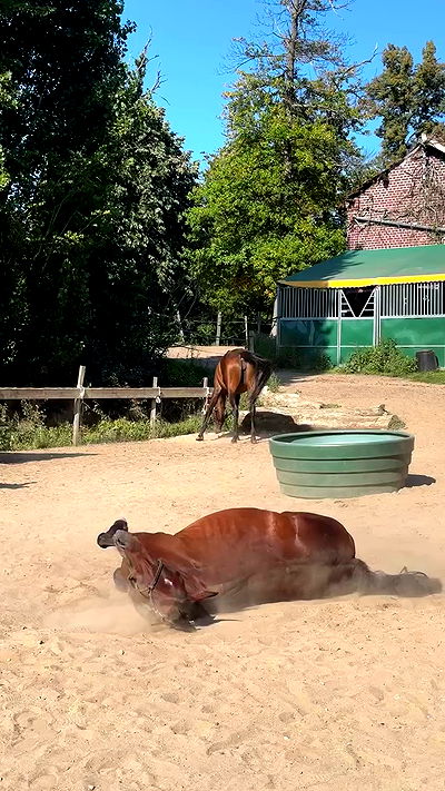 manjolamuriqi manjolamuriqi archive video