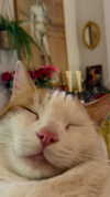 strawberryshanz Altpins Profile Picture