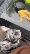 rott3nbambi Altpins Profile Picture