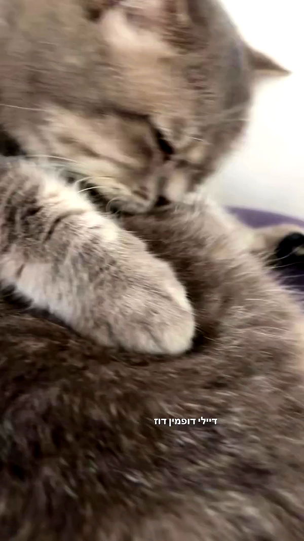 natalllluli archive video preview