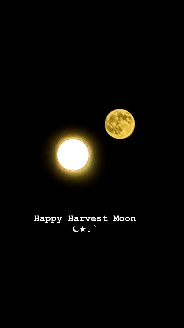 blossom_in_my_moonlight archive video preview