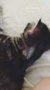 evasela__ Altpins Profile Picture