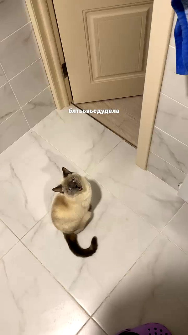 owlydiaa archive video preview
