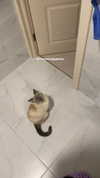 owlydiaa Altpins Profile Picture