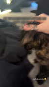 soupikitty Altpins Profile Picture