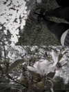 fleshporcelain Altpins Profile Picture