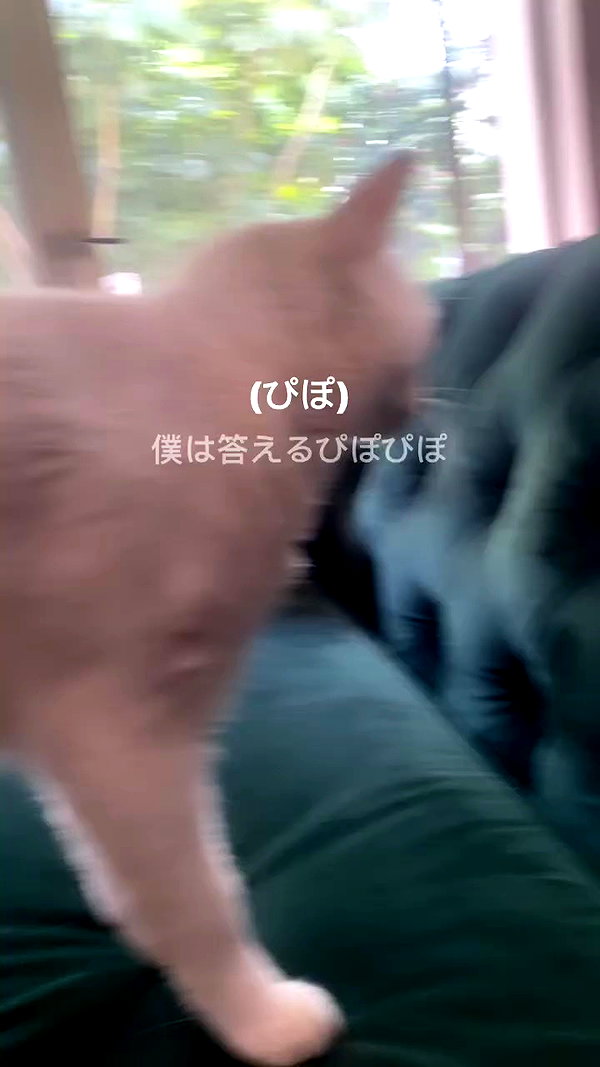 xxk1tty4nnaxx archive video preview