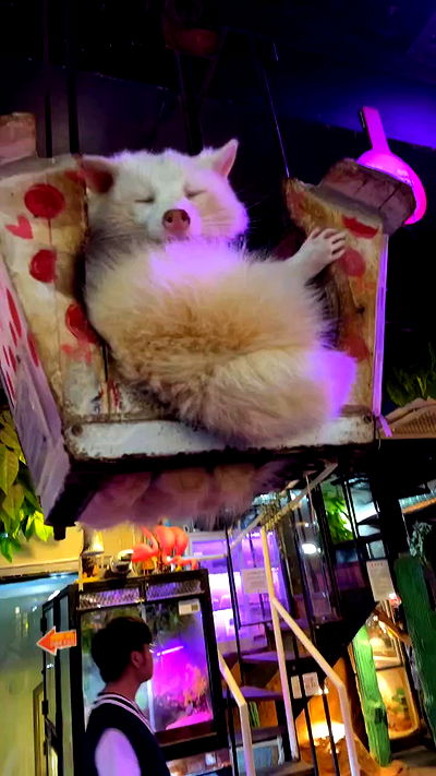 silkton silkton archive video