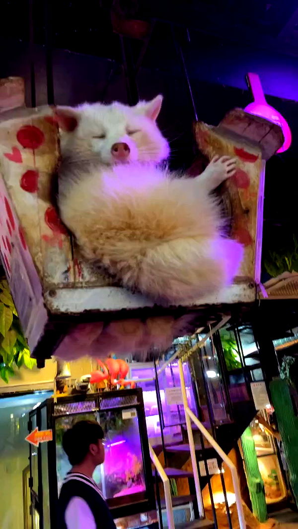 silkton archive video preview