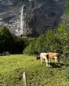 rouxroux.tv Altpins Profile Picture