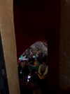d3ad.doll Altpins Profile Picture