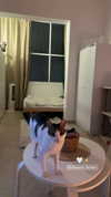 roni_ackerman Altpins Profile Picture